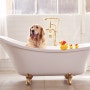 강아지 목욕시키는법 순서와 요령!