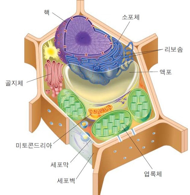 동물세포 엽록체