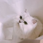 [페르시안 친칠라 뮤 근황] 뮤 근황 2번째 ♥♥♥ / 일산 라페스타 고양이 호텔, 빌라캣
