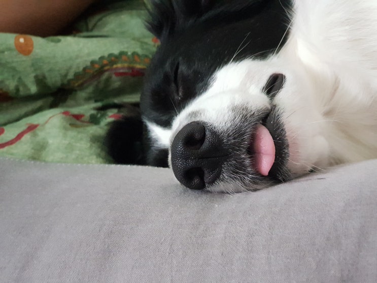 강아지가 잠만 자요...그 원인과 해결방법은?? : 네이버 블로그