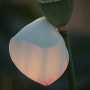 추석인사를 겸한 법문과 열한번째 나열하는 연꽃(蓮花)