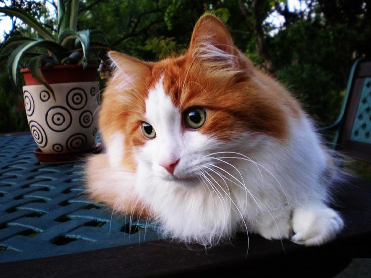 털 안빠지는 고양이 6종 정리 : 네이버 블로그