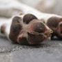 [반려동물 정보] 강아지 피부, 털 관리에 좋은 아로마 천연샴푸 만들기