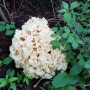 암에 좋다는 자연산꽃송이버섯, 자연산영지버섯 [숲속식품]에 있어요