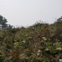 공동묘지 벌초 작업
