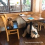 귀여운 강아지와 고양이가함께하는 카페 - 안중 카페헨리