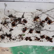 꿀벌의 천적 말벌을 말벌트랩이용 소탕작전
