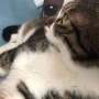 고양이와 함께하는 일상, #고양이눈♥ 추석연휴 전 동물병원방문 !
