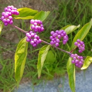 보라색 열매
