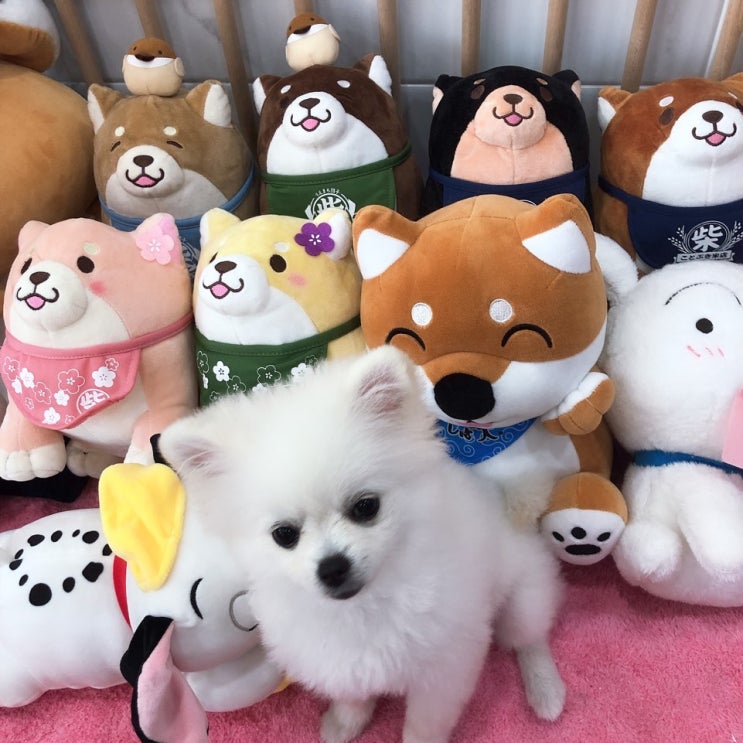 강서구 애견카페 강아지정류장, 댕댕이 천국에서 놀았어요!