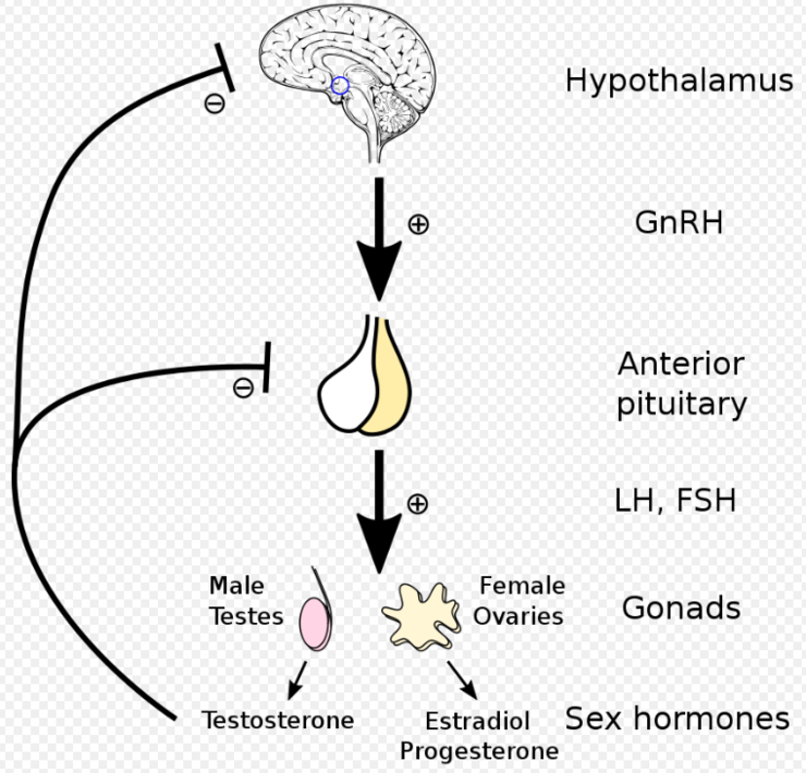 Hypothalamus Pituitary Gonadal Axis Hpg Axis Hpo Ovary Axis 네이버 블로그