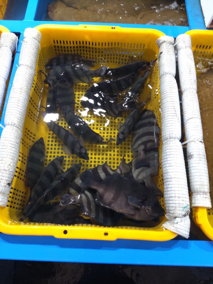 추석 마산어시장 줄돔(돌돔)과 볼락 가격 : 네이버 블로그
