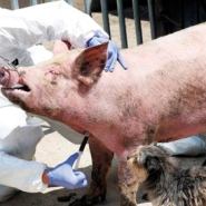 아프리카 돼지열병 증상 사람 관련주 중국 돼지고기 가격