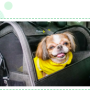 애완동물을 위한 자동차 필수 아이템, 강아지드라이빙킷!