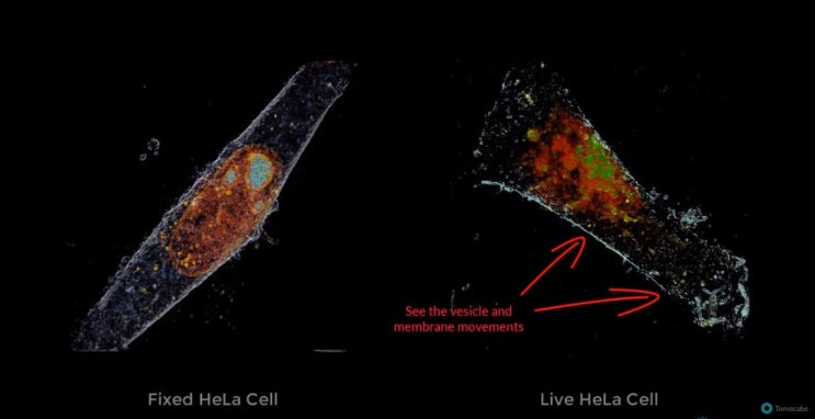 Label-free & No fixation of the Cell in 3D: Tomoholographic Microscope ...