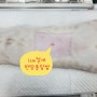 1cm최소절개 한땀봉합 암컷고양이 중성화수술 <대전 리본동물병원>