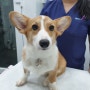 웰시코기 암컷 강아지 중성화수술, 대전 리본동물병원