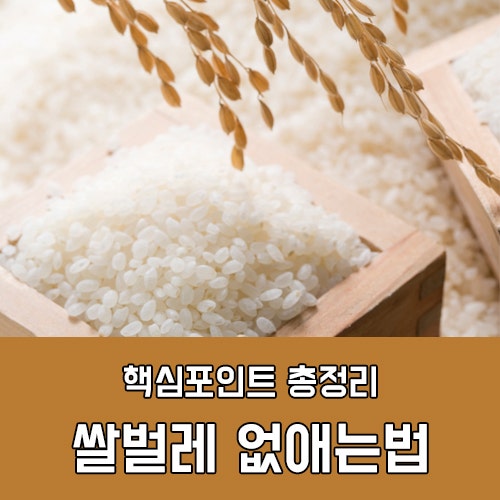 쌀벌레 생기는 이유부터 없애는법 핵심정리! : 네이버 블로그