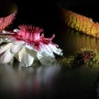 빅토리아연꽃(큰가시연)