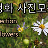 야생화 사진모음(a collection of wild flowers)/무료 유튜브 배경음악(with free background music)