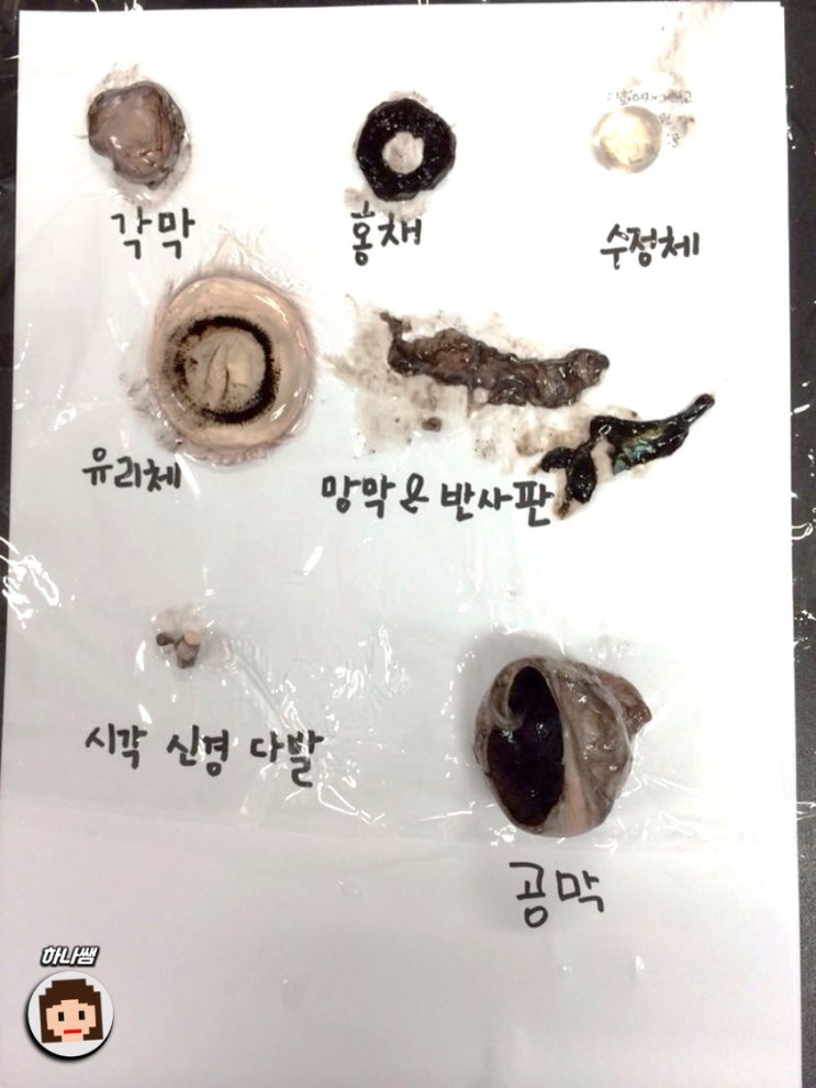 소 눈 해부 실험(해부 사진 O) : 네이버 블로그
