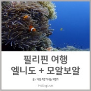 필리핀 여행 | 팔라완 엘니도 + 세부 모알보알 스쿠버다이빙 하러 떠나요