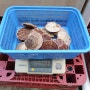 [양양 남애항] 조개포장 (가리비 조개구이, 조개찜) by 바다횟집
