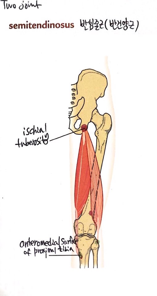 허벅지 뒷 근육(Hamstring Group) : 네이버 블로그