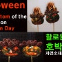 할로윈데이 호박유령 Halloween pumpkin ghost (생활원예)