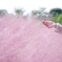 [제주코스추천] 제주도 가을 여행 추천코스 : 핑크빛 제주를 볼 수 있는 핑크뮬리명소와 제주도 사진찍을 만한 곳