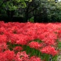 분당꽃무릇 중앙공원 꽃무릇 붉은 융단이구나!