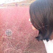 양주 천일홍축제 :: 양주 나리공원 핑크뮬리 인생샷 스팟 ( 애견동반)