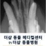 송파구 강아지 치과, 송파구 강아지 발치, 송파구 강아지 스켈링, 송파구동물병원, 잠실동물병원, 강아지 치과 전문병원