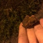 길가다 만난 어린 두꺼비