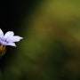등심붓꽃