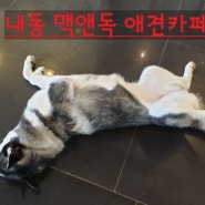 애견카페 맥앤독 방문후기