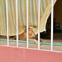 [쿠바여행] 개와 고양이의 시간, 쿠바에서 만난 영혼의 친구들