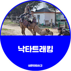 제주도 관광지 추천, 제주 낙타트래킹