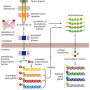 [챠밍의 암 이야기]⑤신호 전달 경로(Signaling Pathway)