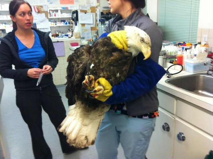 독수리 크기 : 네이버 블로그