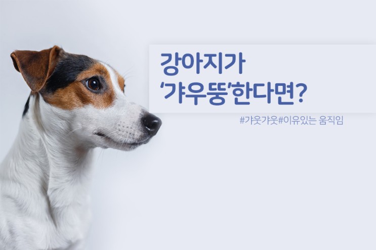 *귀여운 강아지, 갸우뚱 고개짓의 이유는 ? : 네이버 블로그