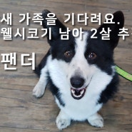 안면도 애견펜션 솔푸른향기펜션