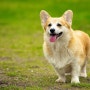 펫츄강아지 품종 소개 - 펨브로크 웰시 코기 (Pembroke Welsh Corgi)