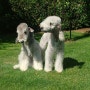 펫츄강아지 품종 소개 - 베들링턴 테리어 (Bedlington Terrier)