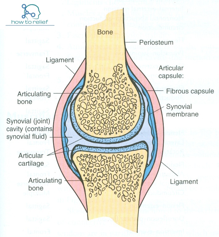 [해부학] 관절계통(articular system) - 0. 개요(작성중) : 네이버 블로그