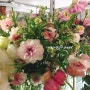 MaMa's Flower 마마스플라워: 오늘의 꽃, 데일리꽃, 수입꽃, 겨울꽃, 라넌큘러스, 헬레보루스