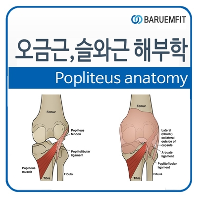 무릎뒤 통증 원인 오금근이라고 들어보셨나요? : 네이버 블로그