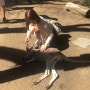호주 골드코스트 여행 1일차 : 커럼빈 야생동물 공원 할인 정보!