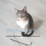 아메리칸 숏 헤어 고양이 / 앙이의 일상 :)