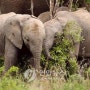 아프리카 코끼리, 밀렵 피해로 상아 없는 종으로 슬픈 자연도태
